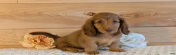 Miniature Dachshund dogs for sale: Heath  - Ad 9