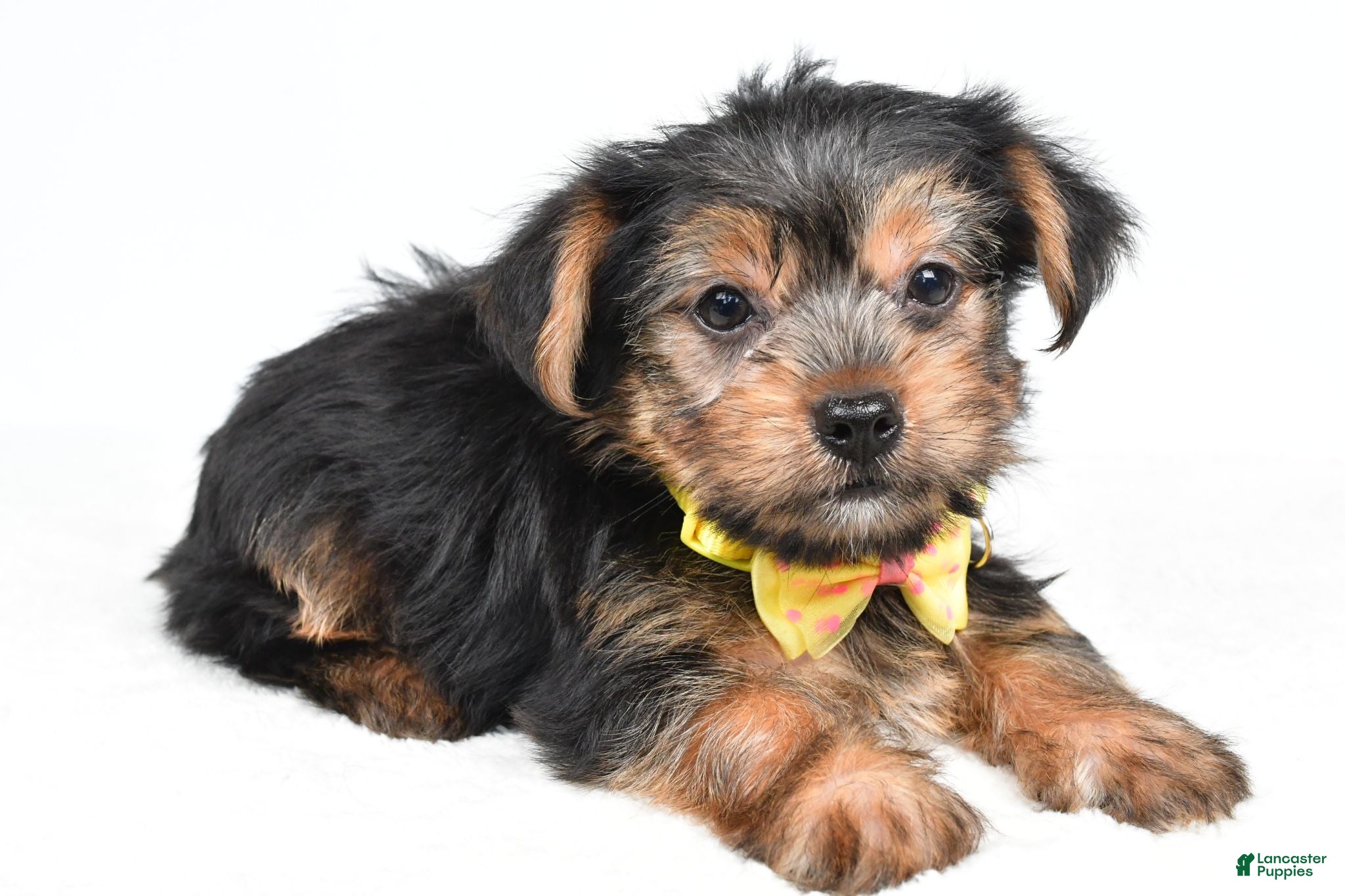Yorkshire Terrier dogs Waylon - Ad 2