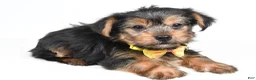 Yorkshire Terrier dogs for sale: Waylon - Ad 2