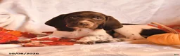 German Shorthaired Pointer dogs for sale: Ace - Ad 3
