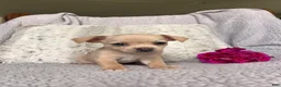 Chihuahua dogs for sale: Honey - Ad 3