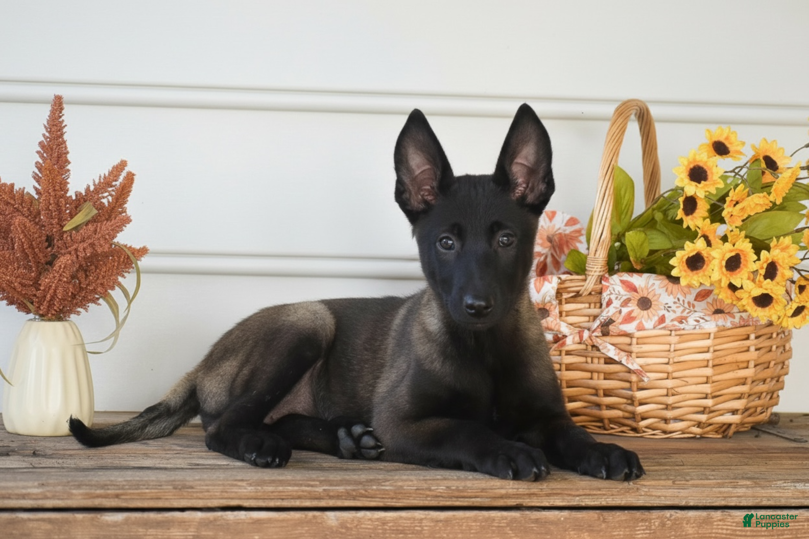 Belgian Malinois dogs Diamond - Ad 2