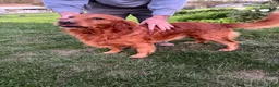 Golden Retriever dogs for sale: Sandy - Ad 11