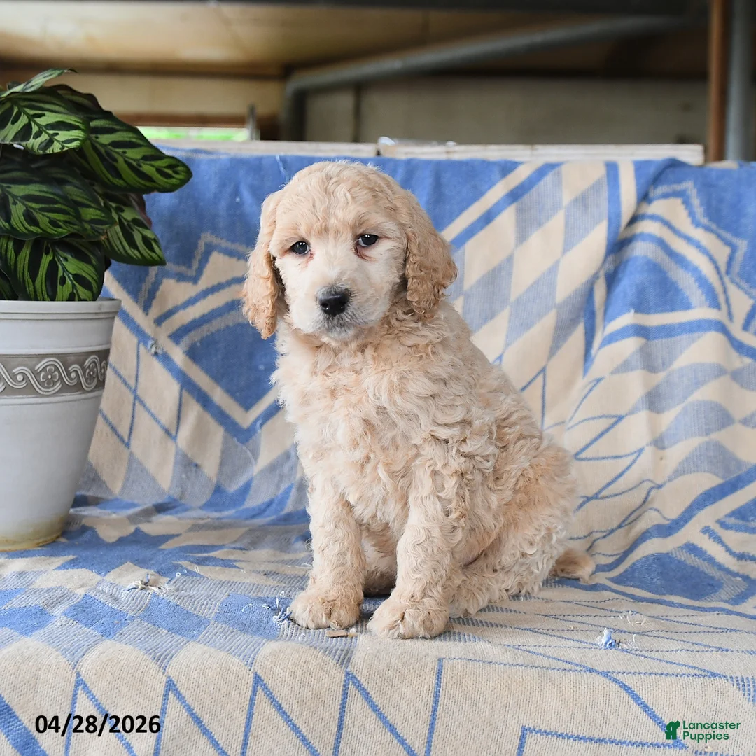 Standard Poodle dogs for sale: Pablo - Ad 1