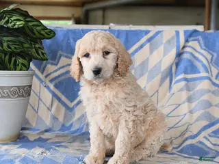 Standard Poodle dogs for sale: Pablo - Ad 4