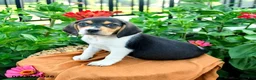 Beagle dogs for sale: Henry - Ad 3