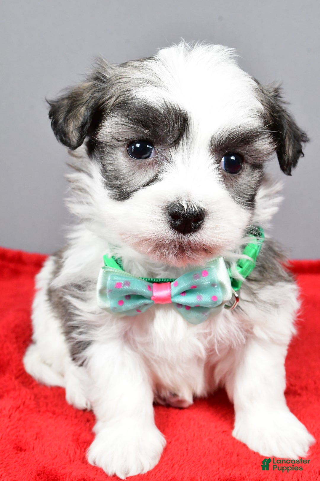 Havanese dogs for sale: Daryl - Ad 7