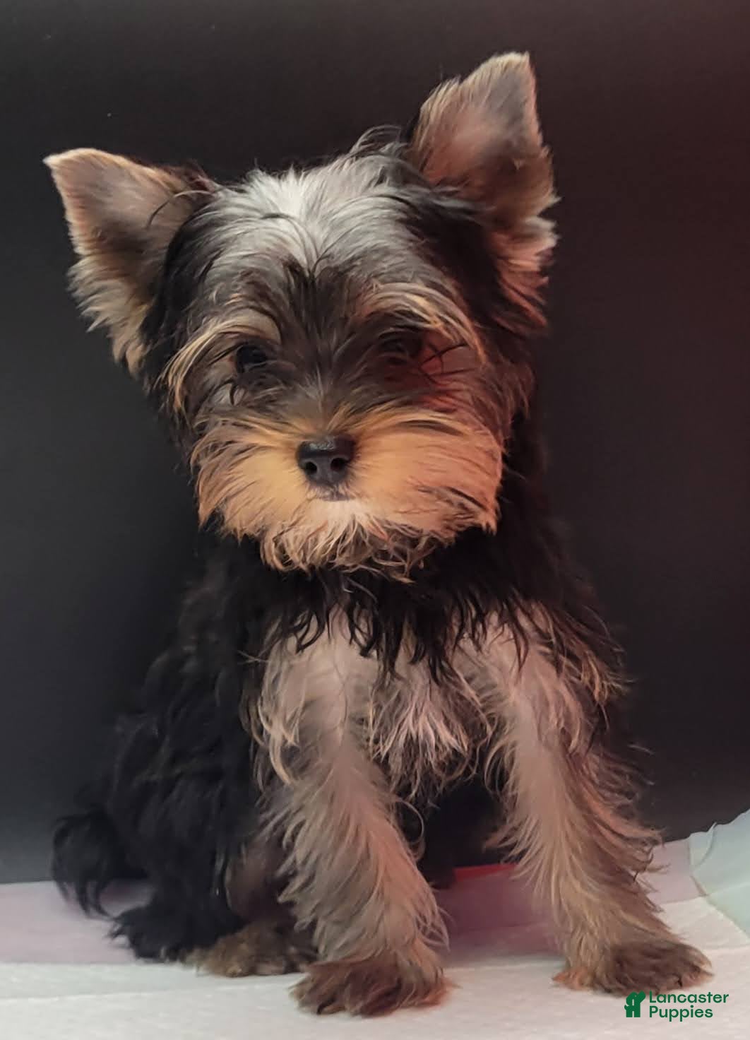 Yorkshire Terrier dogs Princess - Ad 1