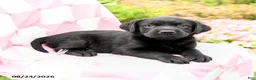 Labrador Retriever dogs for sale: Grayson - Ad 3