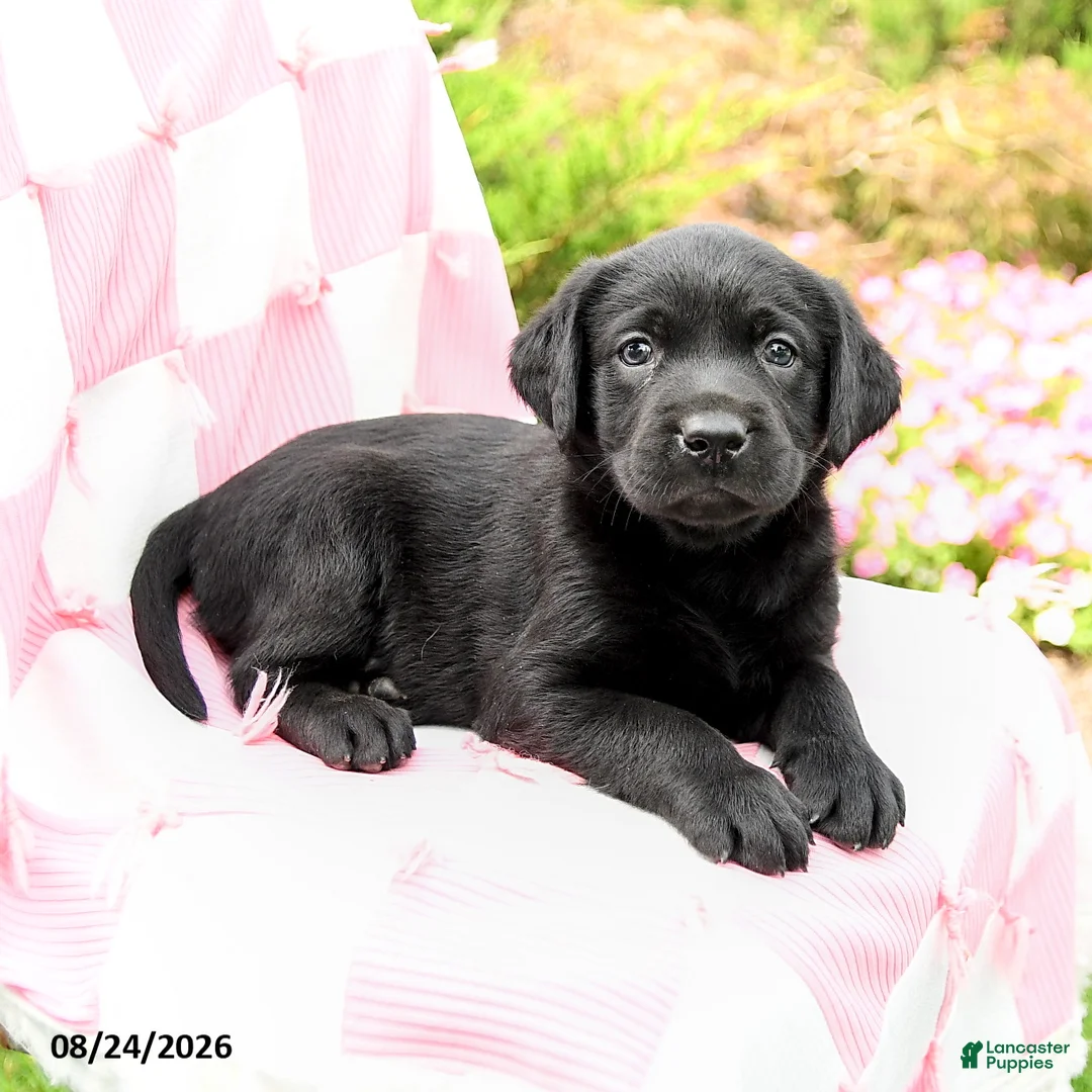 Labrador Retriever dogs for sale: Grayson - Ad 3