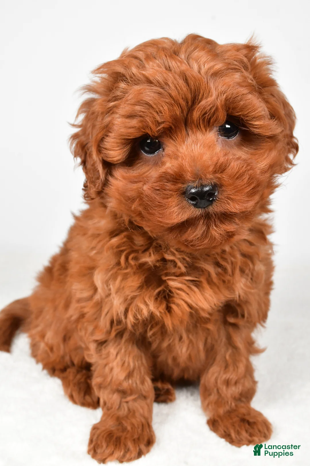 Cavapoo dogs for sale: Hudson - Ad 3