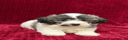 Teddy Bear dogs for sale: Nash - Ad 4