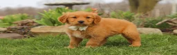 Golden Retriever dogs for sale: Hazel - Ad 6
