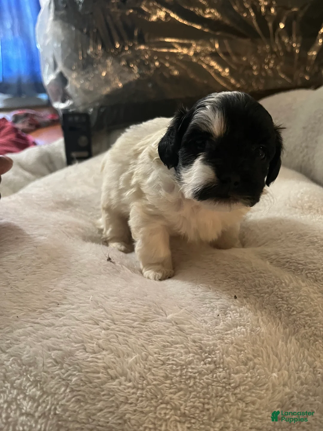 Shihpoo dogs for sale: Shihpoo 1 - Ad 1