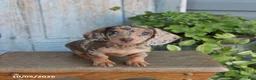 Miniature Dachshund dogs for sale: Penny - Ad 3