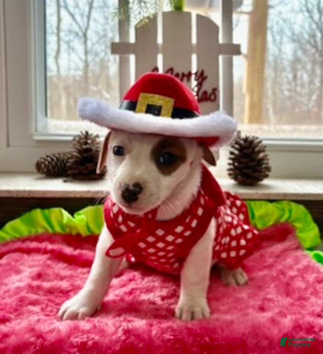 Jack Russell Terrier dogs for sale: Isabelle - Ad 6