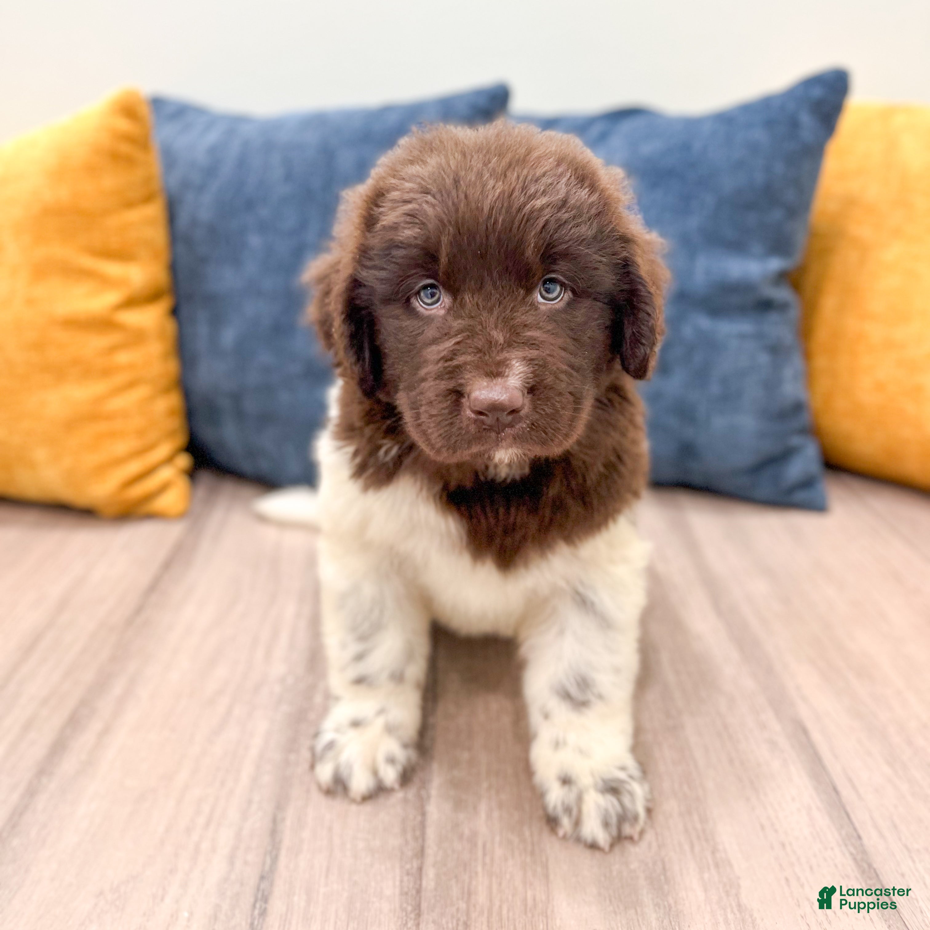 Newfoundland dogs Jenny - Ad 2