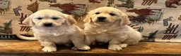 Golden Retriever dogs for sale: Sunny - Ad 7