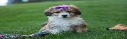 Corgipoo dogs for sale: NELLY - Ad 14