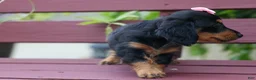 Miniature Dachshund dogs for sale: Tessa 💞 - Ad 13