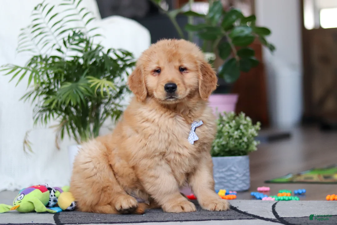 Golden Retriever dogs for sale: Smoker - Ad 3
