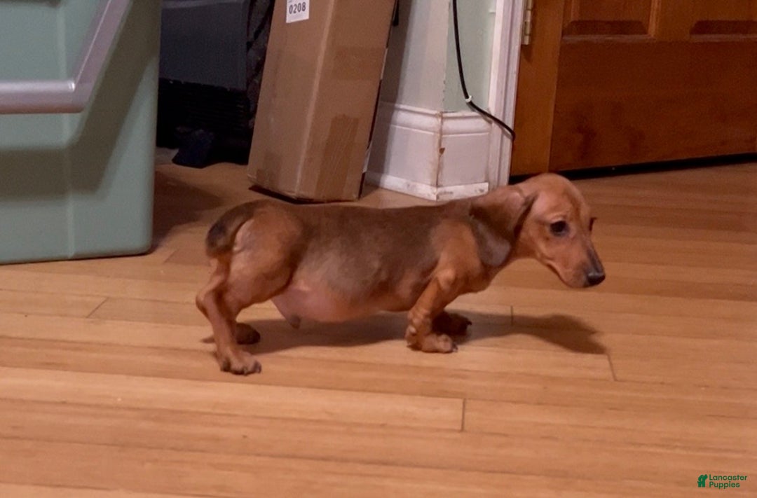 Miniature Dachshund dogs for sale: Miniature Dachshund red smooth - Ad 4