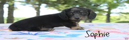 Miniature Dachshund dogs for sale: Sophie - Ad 4
