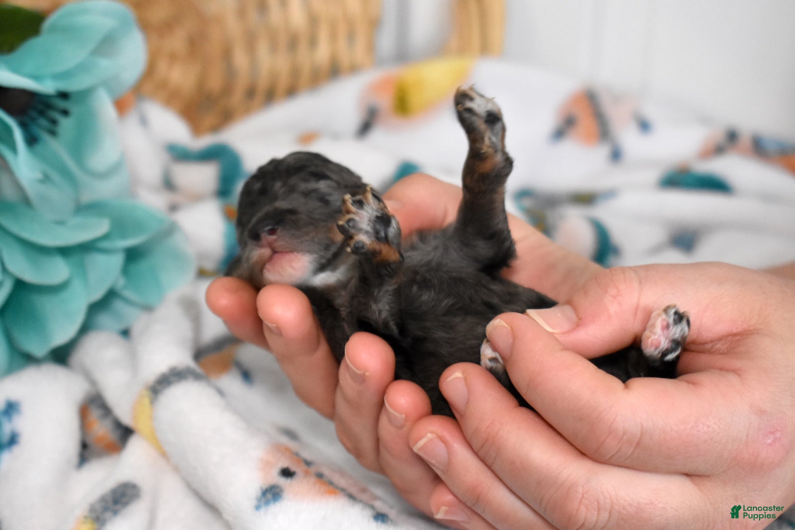 Miniature Poodle dogs Sapphire  - Ad 1