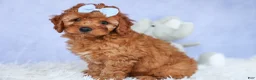 Cavapoo dogs for sale: TYSON - Ad 17