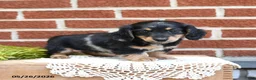 Miniature Dachshund dogs for sale: Jessie - Ad 5