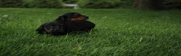 Dachshund dogs for sale: IKE - Ad 3