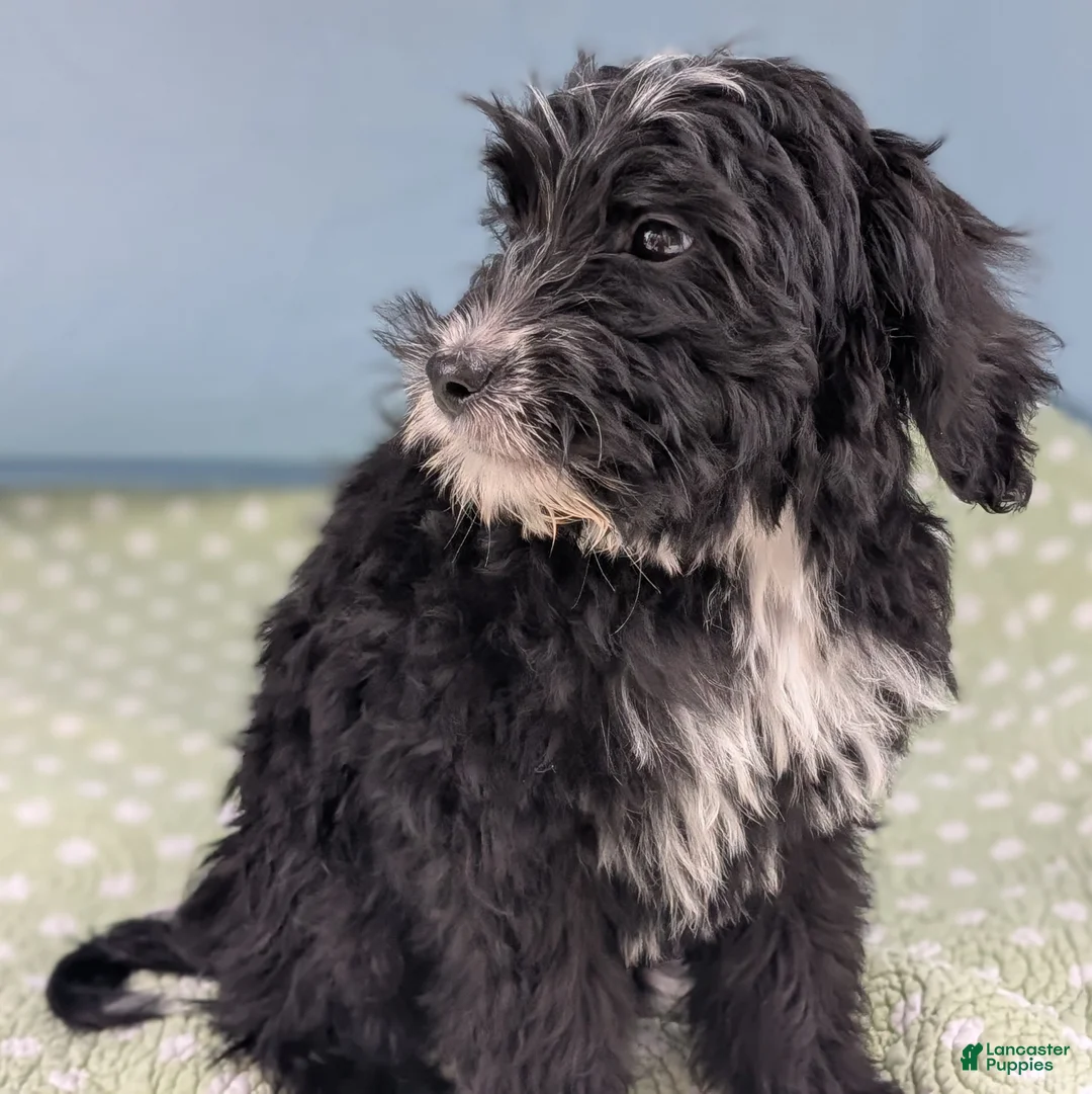 Mixed Breed dogs for sale: Bad Bunny - Ad 10