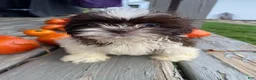 Shih Tzu dogs for sale: Tiffany - Ad 3