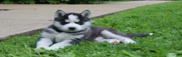 Siberian Husky dogs for sale: Timber - Ad 1