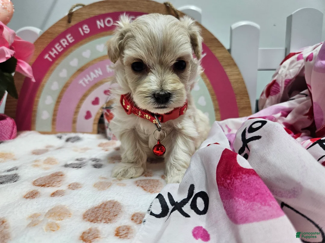 Maltipoo dogs for sale: Maltipoo Roley - Ad 7