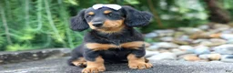 Miniature Dachshund dogs for sale: Sage 🐶 - Ad 5