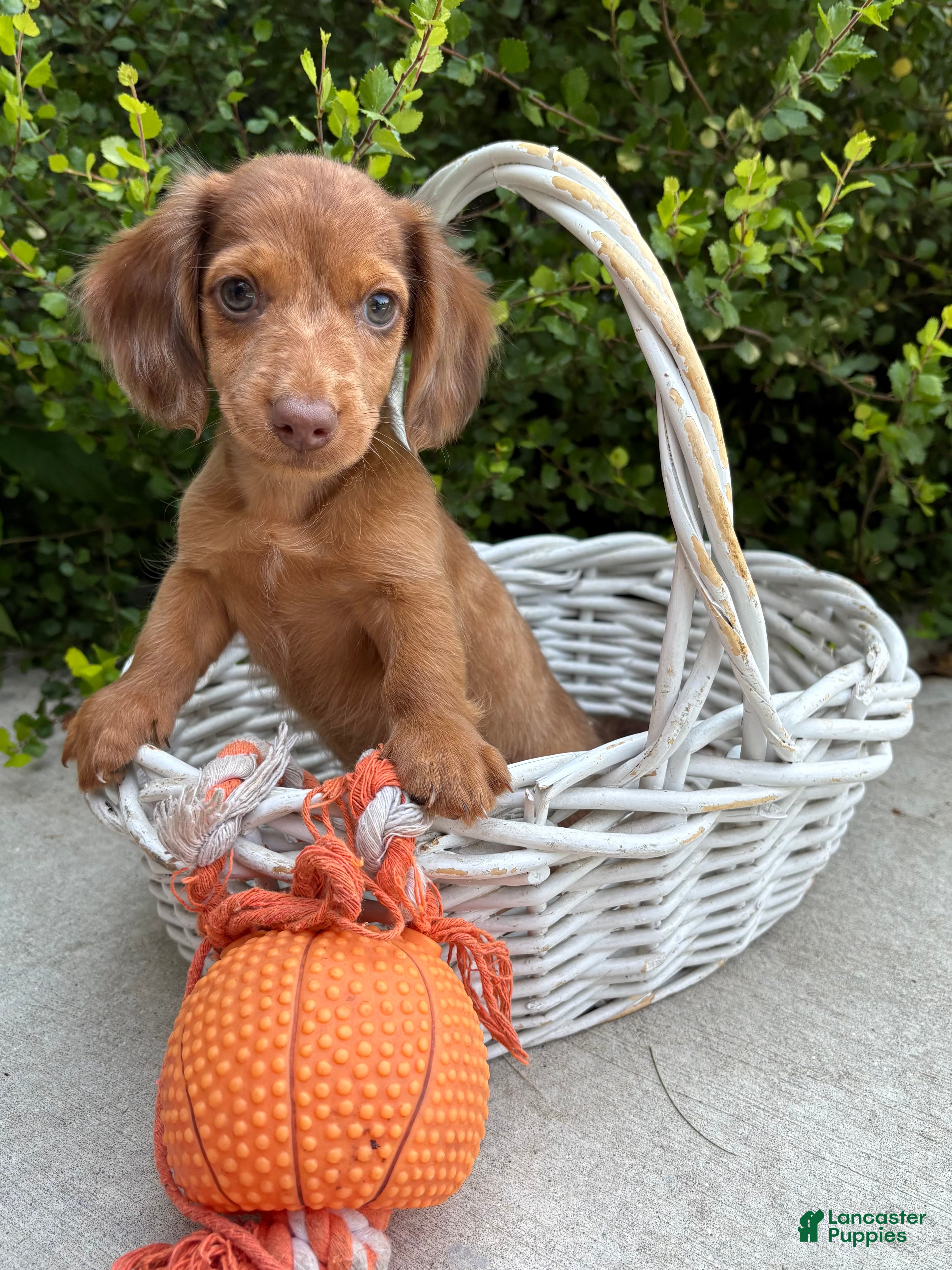 Dachshund dogs Laker - Ad 2