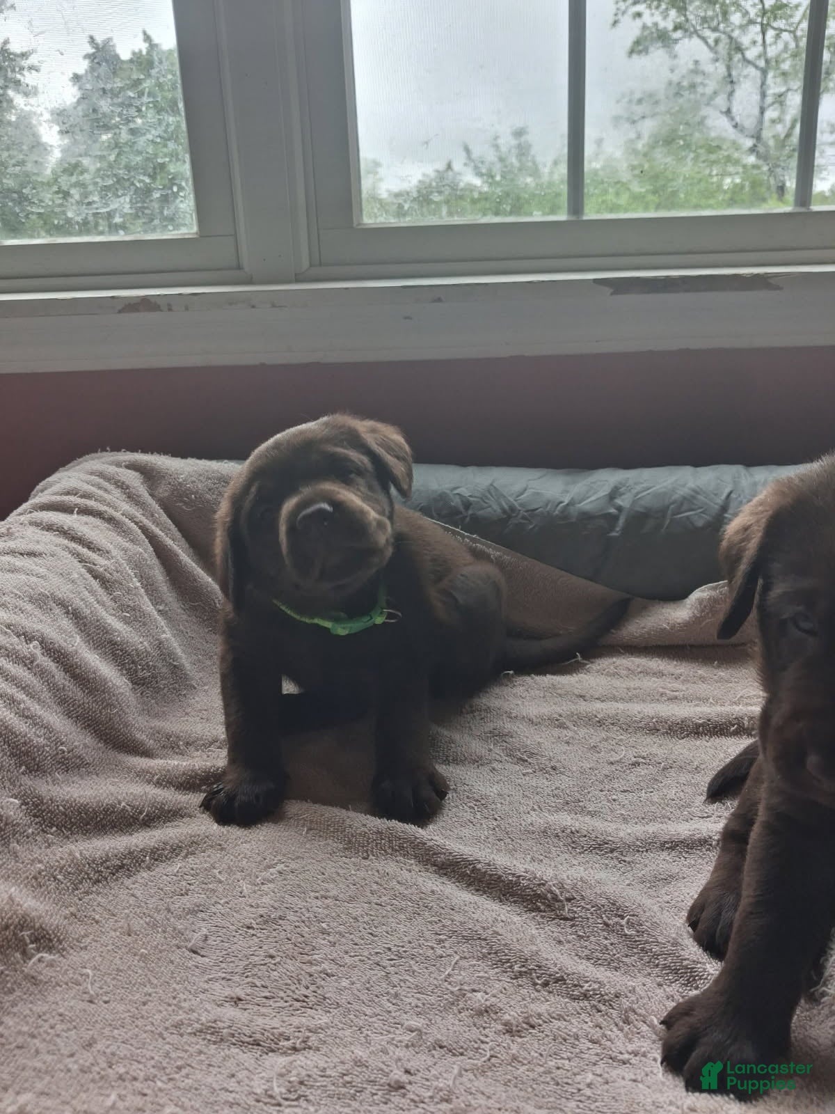 Labrador Retriever dogs Green collar brown male - Ad 2