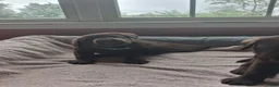 Labrador Retriever dogs for sale: Green collar brown male - Ad 2