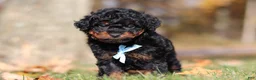 Miniature Poodle dogs for sale: Carson (AKC) - Ad 3