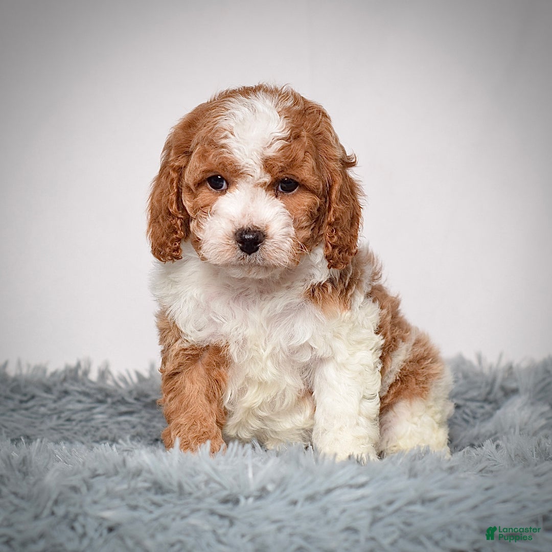 Cavapoo dogs for sale: Mr. Loki - Ad 6