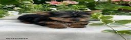 Yorkshire Terrier dogs for sale: Kody - Ad 2