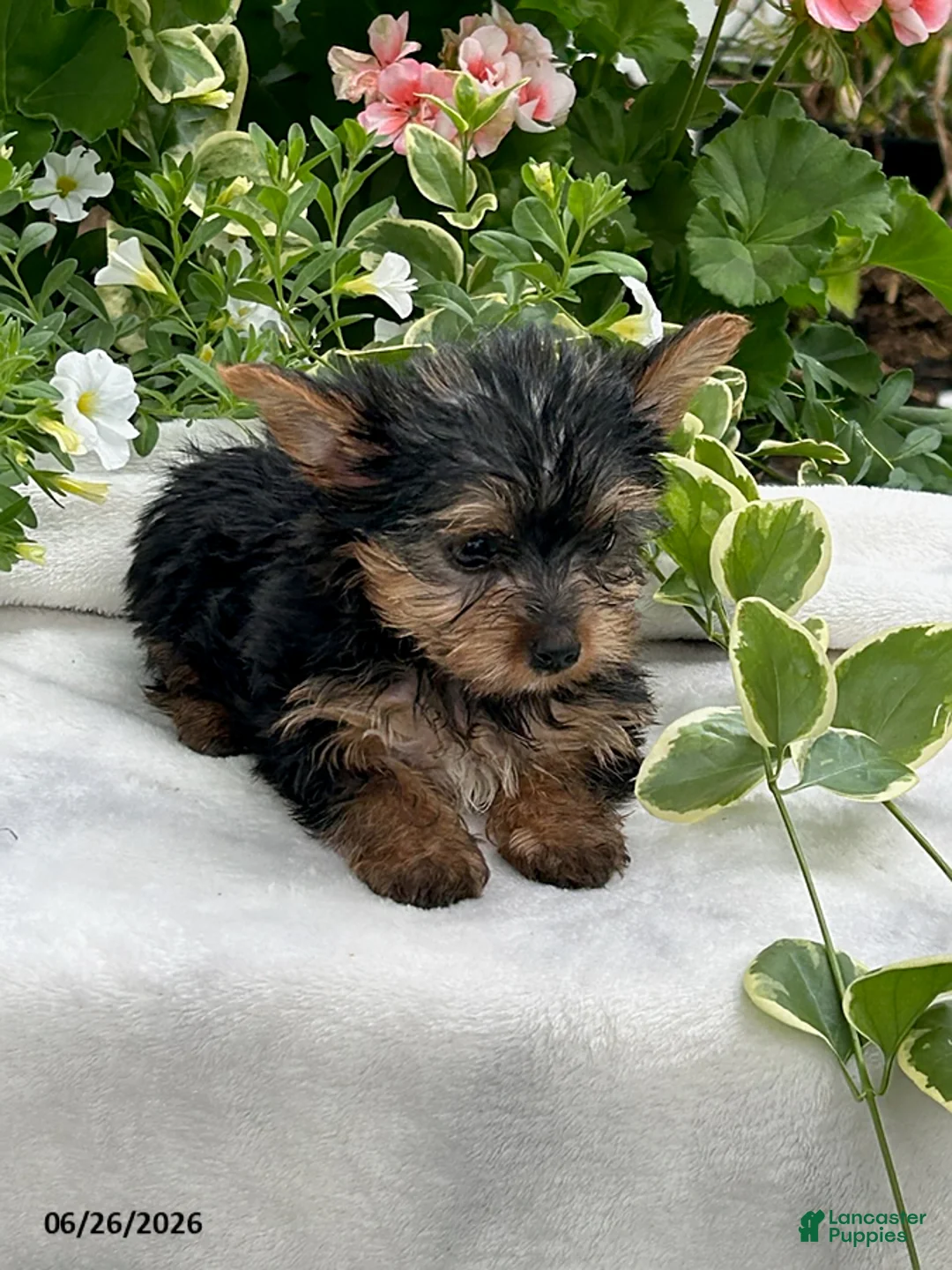 Yorkshire Terrier dogs for sale: Kody - Ad 2