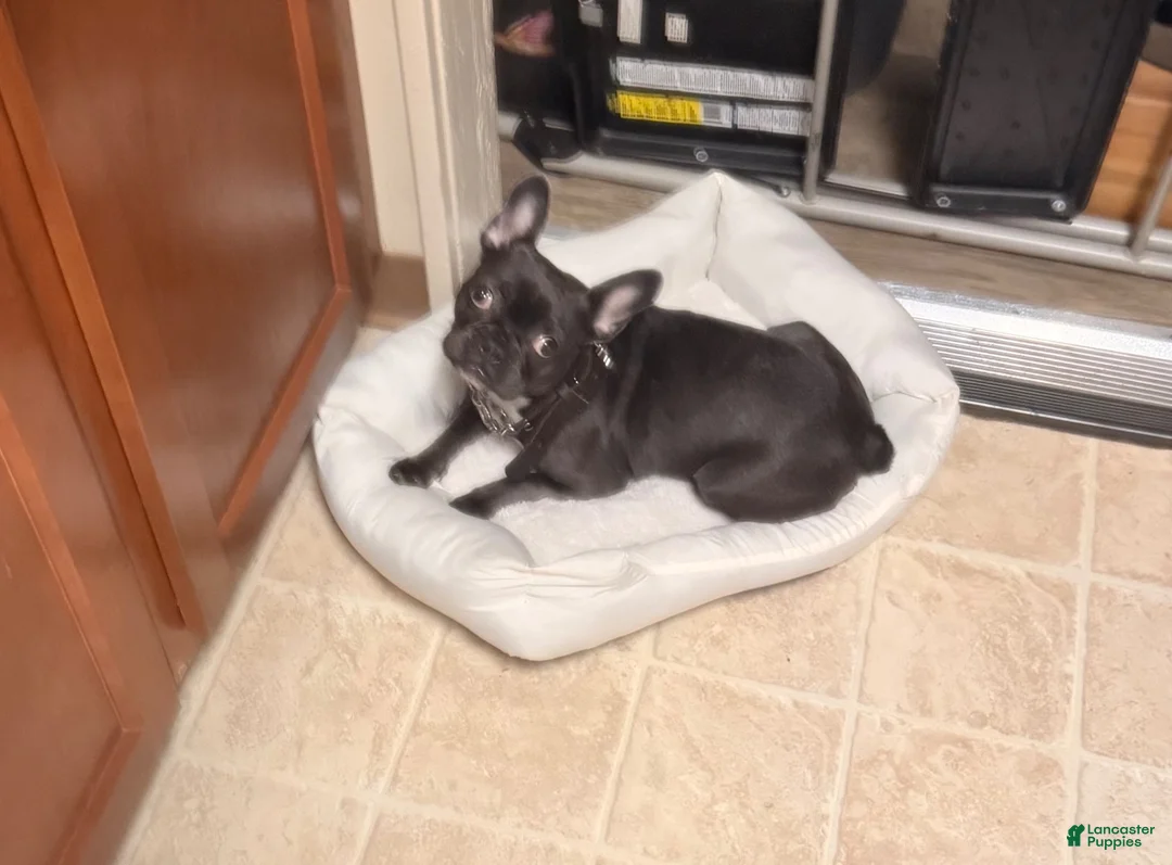 Frenchton dogs for sale: Bubby - Ad 2