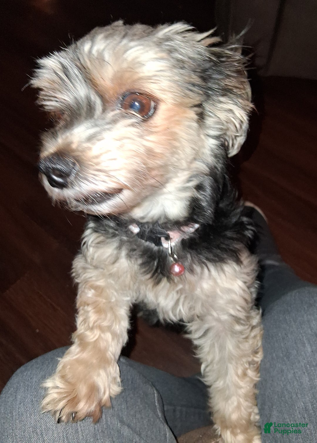 Morkie dogs for sale: Morkie Puppy 1 - Ad 2