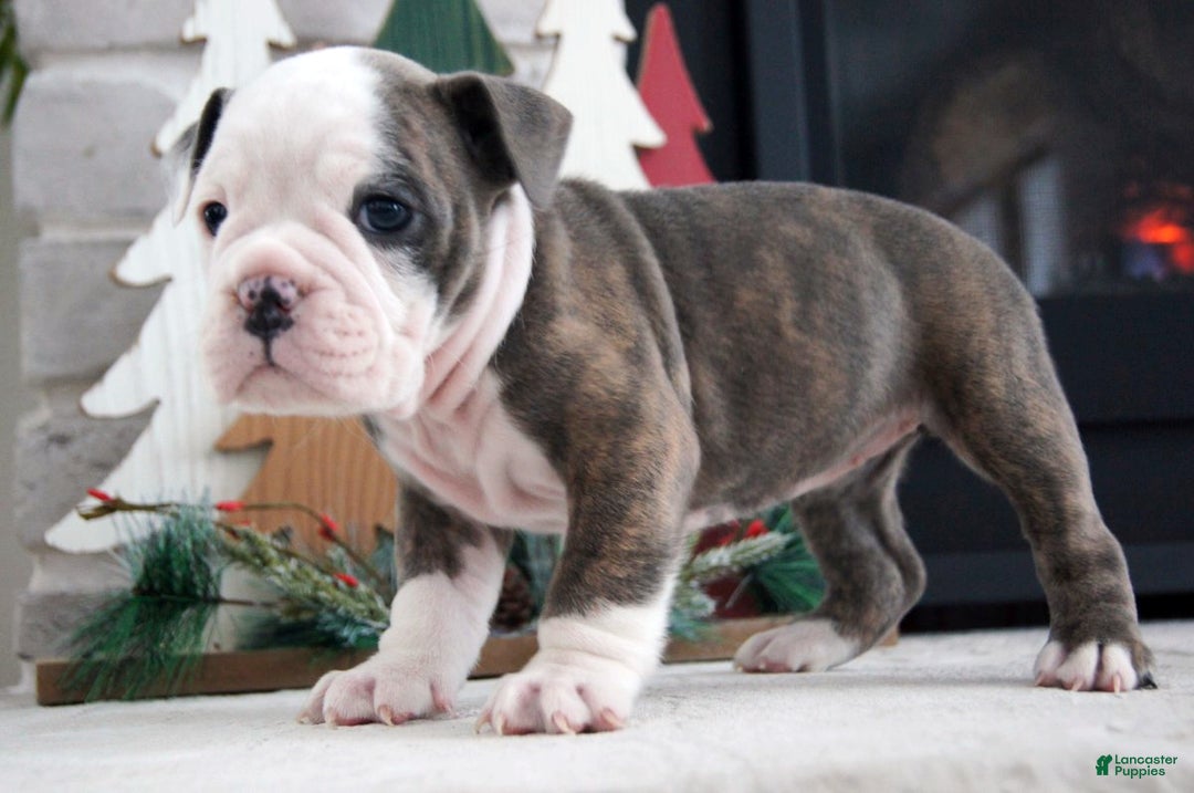 Olde English Bulldogge dogs for sale: Zoe - Ad 1