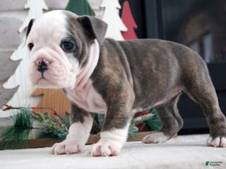 Olde English Bulldogge dogs Zoe - Ad 7