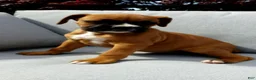 Boxer dogs for sale: Max - Ad 2