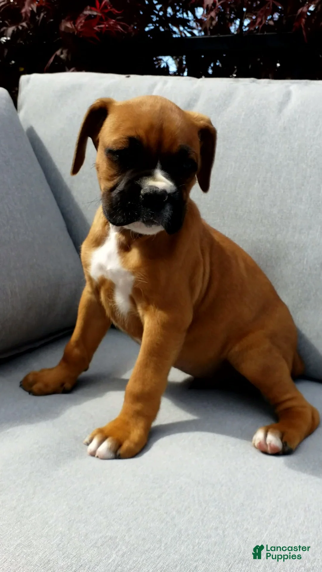 Boxer dogs for sale: Max - Ad 2