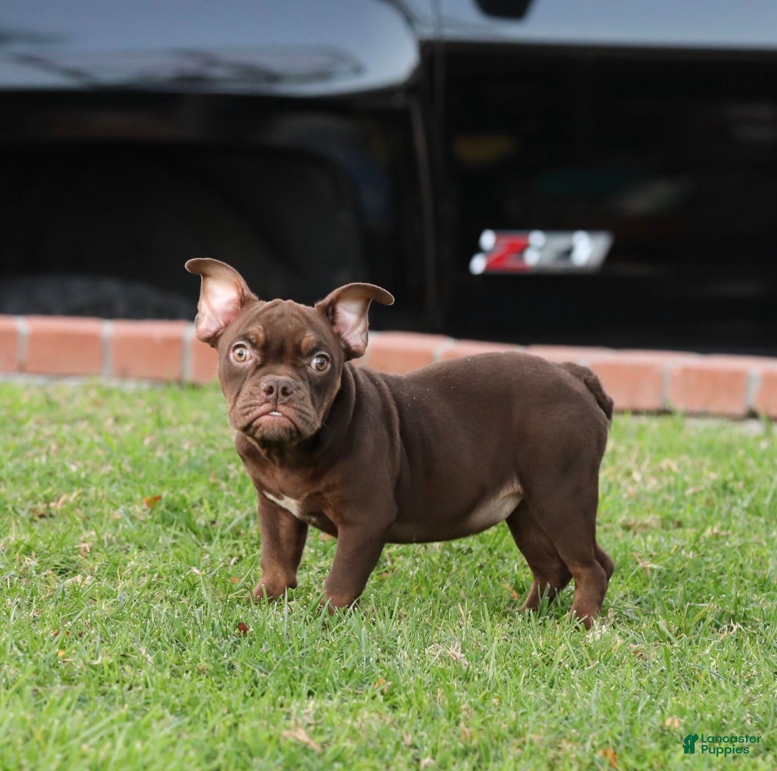 American Bully dogs American Bully Puppy 4 - Ad 20